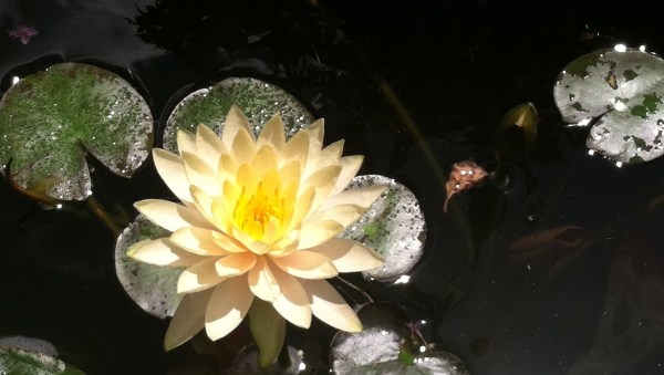 Water Lily
