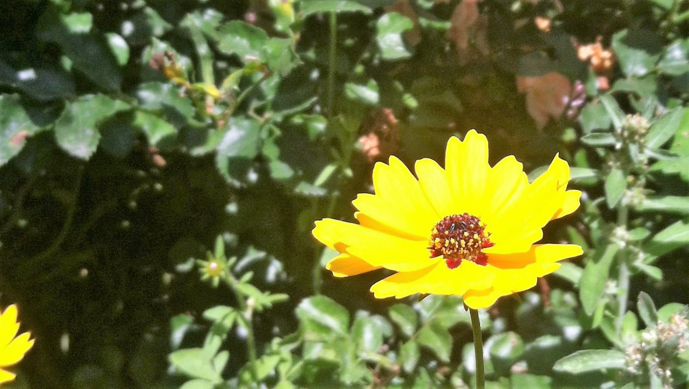 Yellow Flower