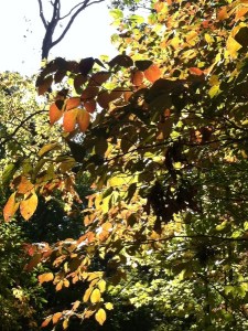 fall leaves in sun